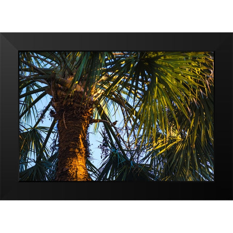 Bird of Paradise Black Modern Wood Framed Art Print by Malone, Will