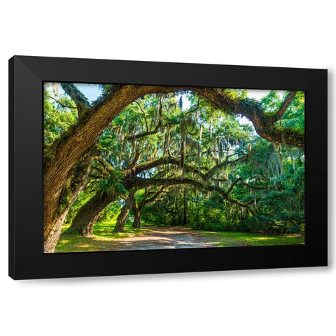 St Helena Trees Black Modern Wood Framed Art Print with Double Matting by Malone, Will