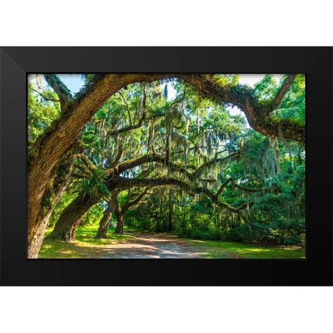 St Helena Trees Black Modern Wood Framed Art Print by Malone, Will