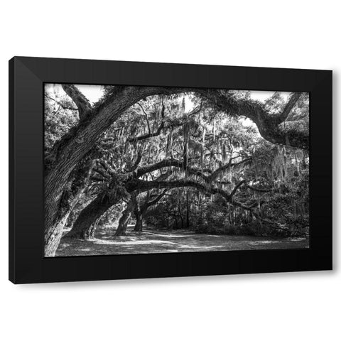 St Helena Trees BW Black Modern Wood Framed Art Print by Malone, Will