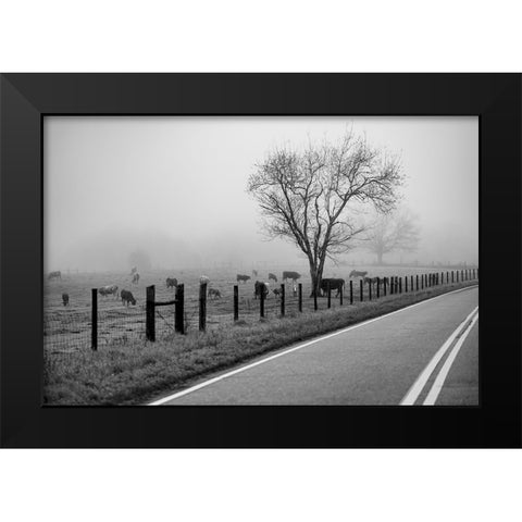 Cows in Fog Black Modern Wood Framed Art Print by Malone, Will