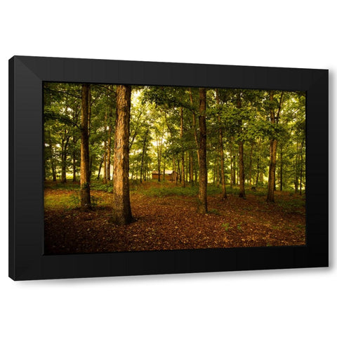 Golden Woods Black Modern Wood Framed Art Print with Double Matting by Malone, Will