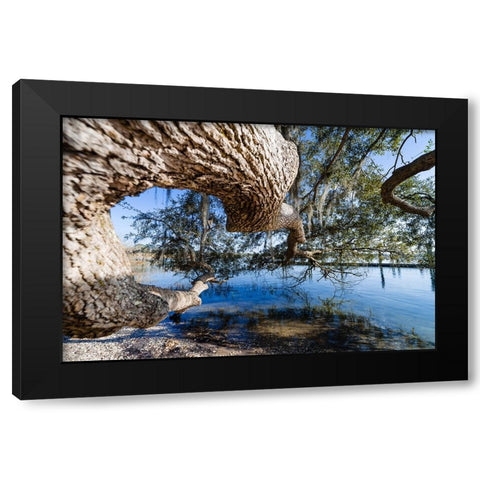 Branching Out Black Modern Wood Framed Art Print by Malone, Will