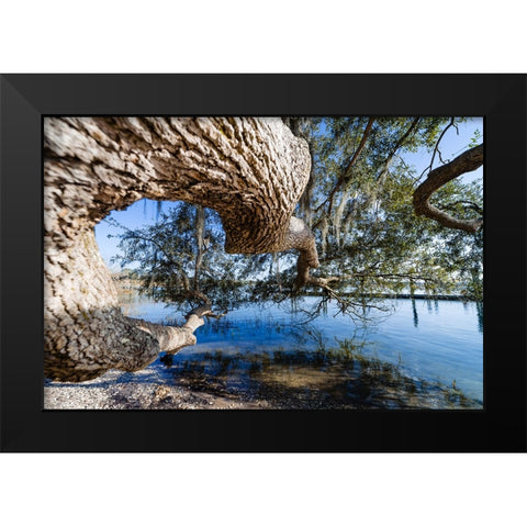 Branching Out Black Modern Wood Framed Art Print by Malone, Will