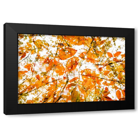 Fall Double 2 Black Modern Wood Framed Art Print by Malone, Will