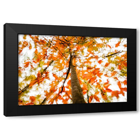 Fall Double 3 Black Modern Wood Framed Art Print by Malone, Will
