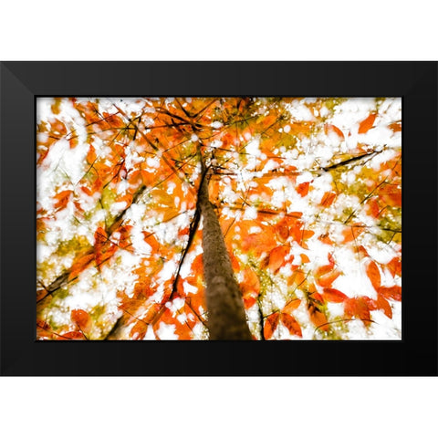 Fall Double 3 Black Modern Wood Framed Art Print by Malone, Will