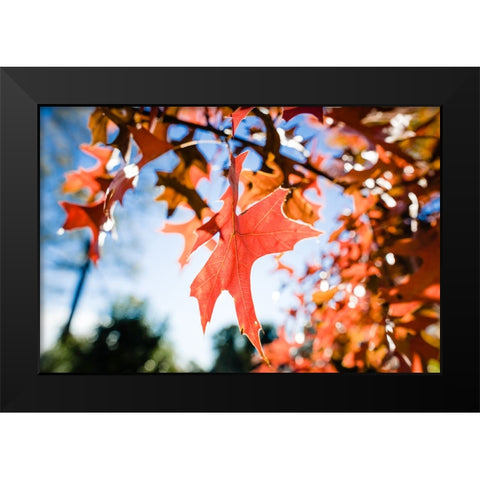 Fall Leaf Black Modern Wood Framed Art Print by Malone, Will