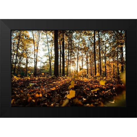 Fall Morning  Black Modern Wood Framed Art Print by Malone, Will