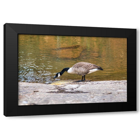 Hungry Black Modern Wood Framed Art Print by Malone, Will