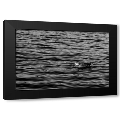 Monochromatic Duck Black Modern Wood Framed Art Print with Double Matting by Malone, Will