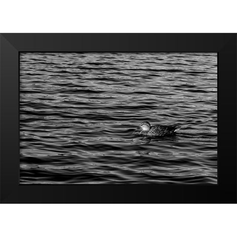 Monochromatic Duck Black Modern Wood Framed Art Print by Malone, Will