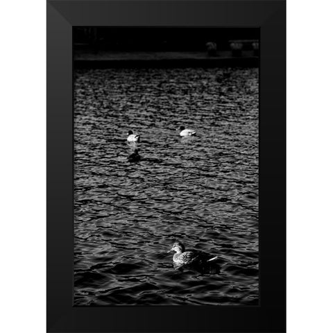 Monochromatic Duck 2 Black Modern Wood Framed Art Print by Malone, Will