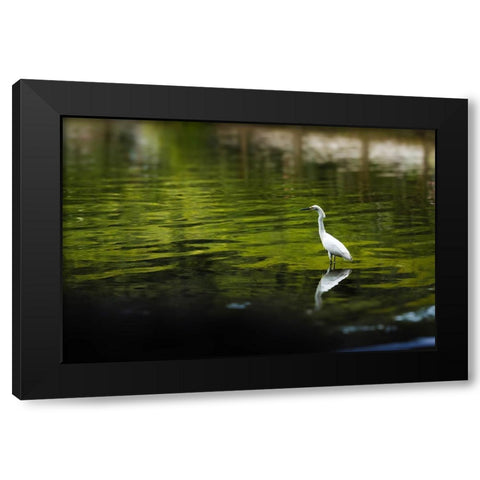 Reflection Black Modern Wood Framed Art Print by Malone, Will