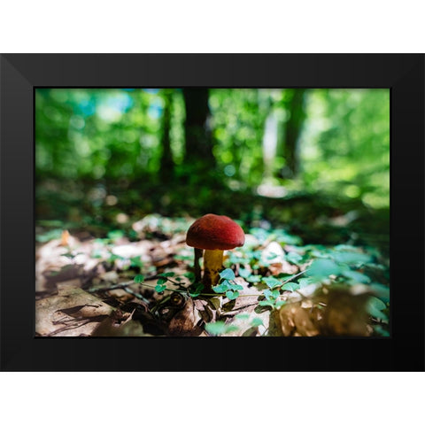 Shrooms Black Modern Wood Framed Art Print by Malone, Will