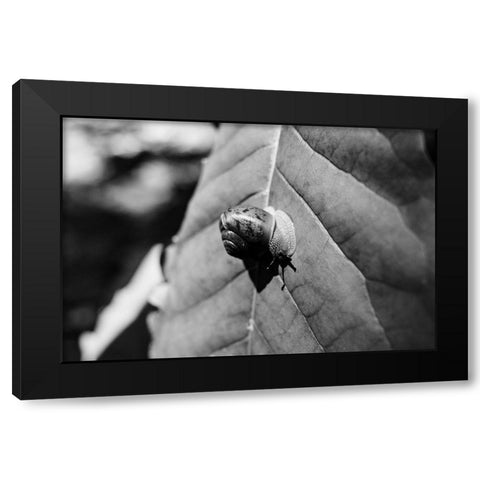 Yellow Branch Snail 3 Black Modern Wood Framed Art Print by Malone, Will