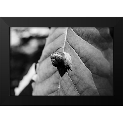 Yellow Branch Snail 3 Black Modern Wood Framed Art Print by Malone, Will