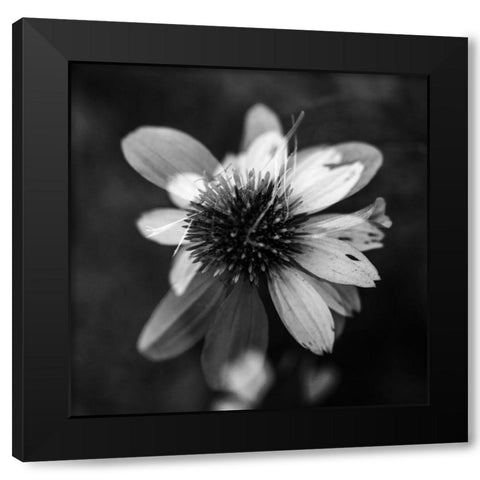 A New Flower Square BW Black Modern Wood Framed Art Print with Double Matting by Malone, Will