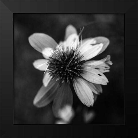 A New Flower Square BW Black Modern Wood Framed Art Print by Malone, Will