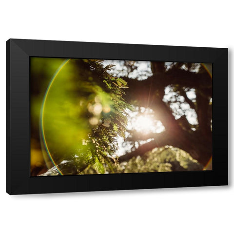 Big Oak 4 Black Modern Wood Framed Art Print with Double Matting by Malone, Will