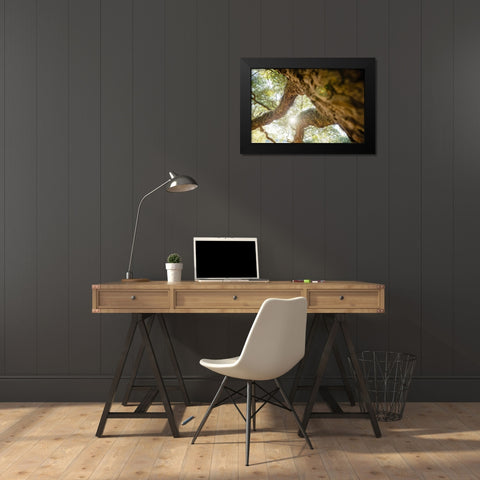 Big Oak 8 Black Modern Wood Framed Art Print by Malone, Will