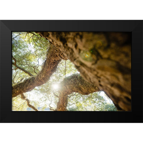 Big Oak 8 Black Modern Wood Framed Art Print by Malone, Will