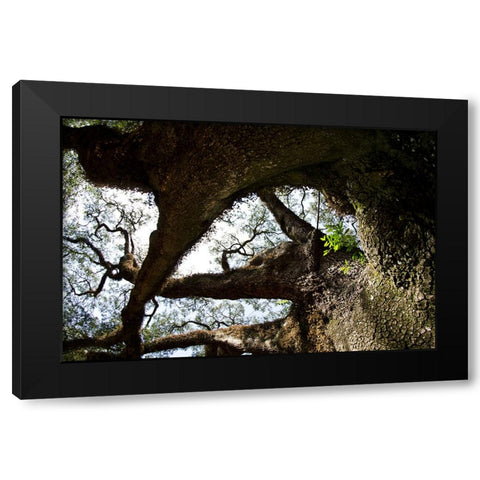 bigoak copy Black Modern Wood Framed Art Print with Double Matting by Malone, Will
