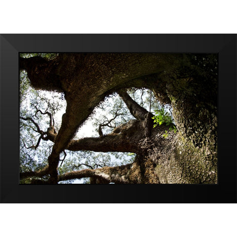 bigoak copy Black Modern Wood Framed Art Print by Malone, Will