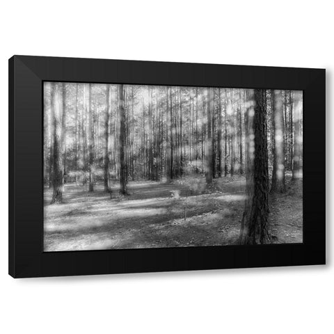 Blurry Forest 2 BW Black Modern Wood Framed Art Print with Double Matting by Malone, Will
