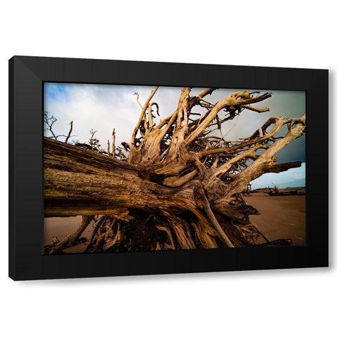 Dead Root Black Modern Wood Framed Art Print by Malone, Will