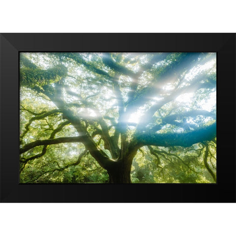 Dream Tree 2 Black Modern Wood Framed Art Print by Malone, Will