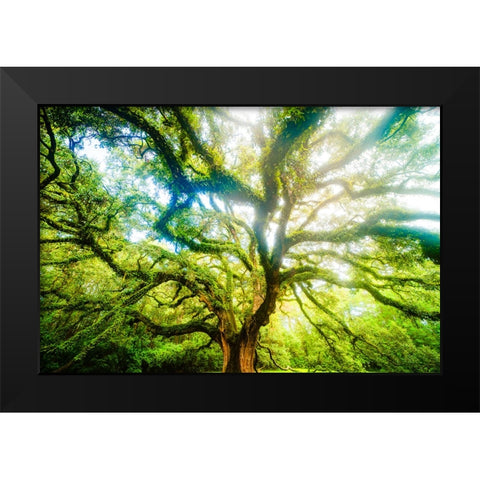 Dream Tree 3 Black Modern Wood Framed Art Print by Malone, Will