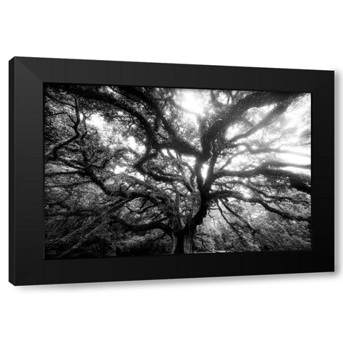 Dream Tree Monochrome Black Modern Wood Framed Art Print with Double Matting by Malone, Will