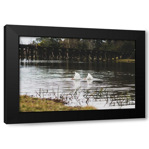 Duck Tails Black Modern Wood Framed Art Print by Malone, Will