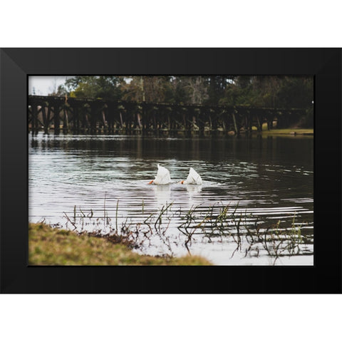 Duck Tails Black Modern Wood Framed Art Print by Malone, Will