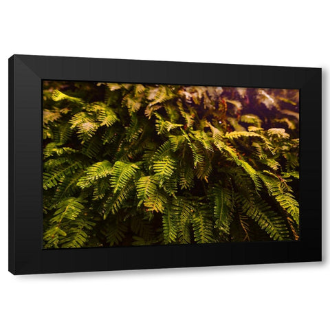 Fern Black Modern Wood Framed Art Print by Malone, Will
