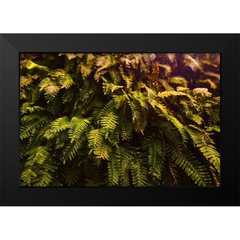 Fern Black Modern Wood Framed Art Print by Malone, Will