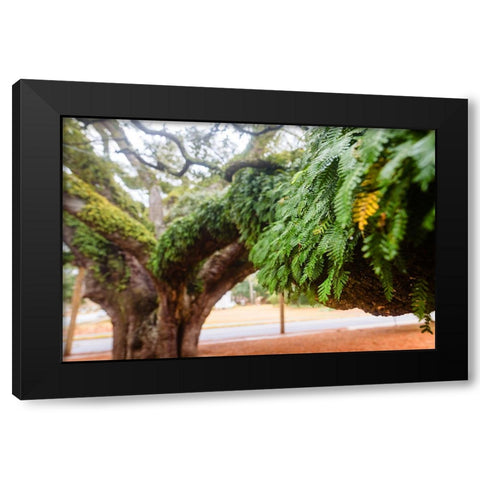 Fern 2 Black Modern Wood Framed Art Print by Malone, Will