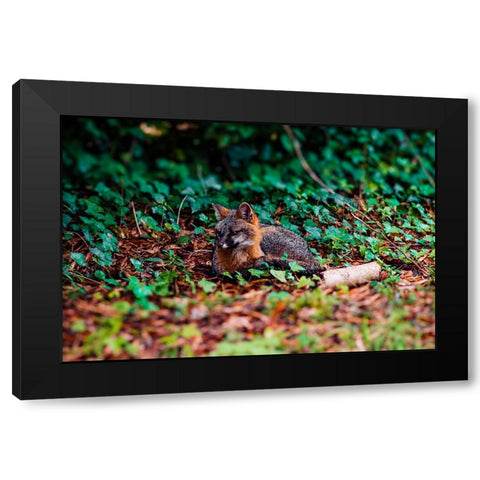 Fox Black Modern Wood Framed Art Print by Malone, Will