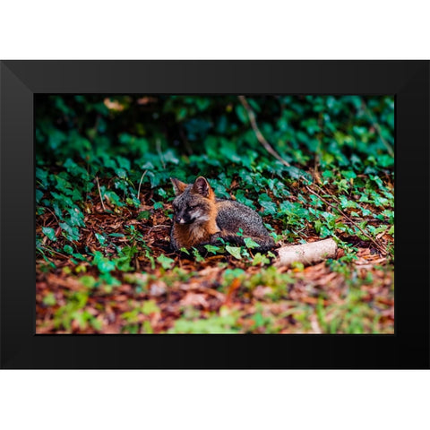 Fox Black Modern Wood Framed Art Print by Malone, Will