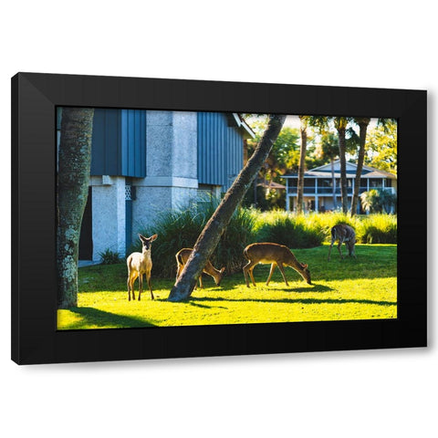 Fripp Deer Black Modern Wood Framed Art Print by Malone, Will