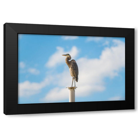 Keeping Watch Black Modern Wood Framed Art Print with Double Matting by Malone, Will