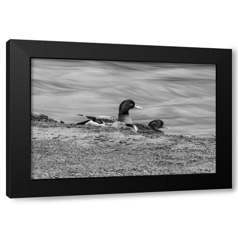 Monochrome Duck 3 Black Modern Wood Framed Art Print with Double Matting by Malone, Will
