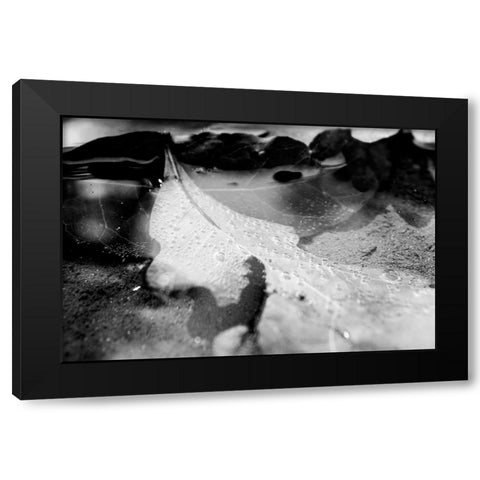 Monochrome Fall Black Modern Wood Framed Art Print by Malone, Will