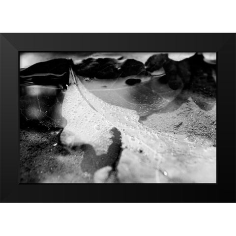 Monochrome Fall Black Modern Wood Framed Art Print by Malone, Will