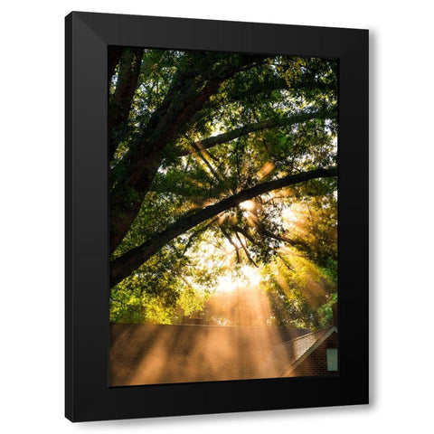 Morning Sunlight Black Modern Wood Framed Art Print by Malone, Will