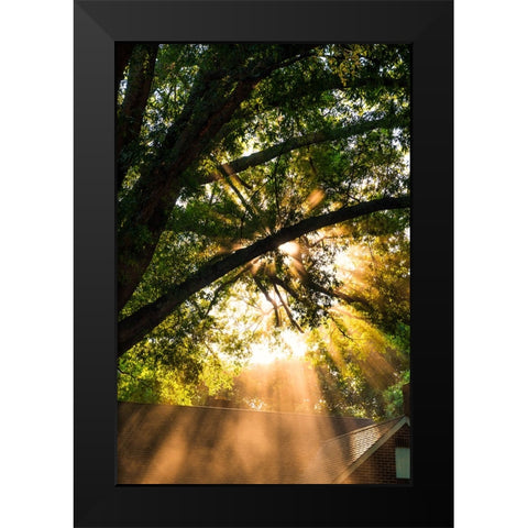 Morning Sunlight Black Modern Wood Framed Art Print by Malone, Will