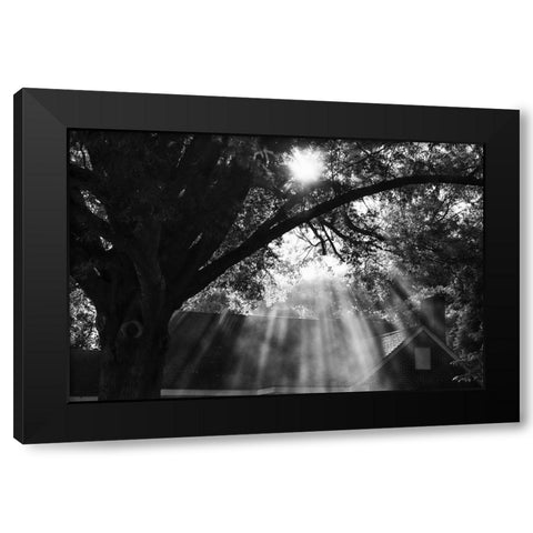 Morning Sunlight BW Black Modern Wood Framed Art Print with Double Matting by Malone, Will