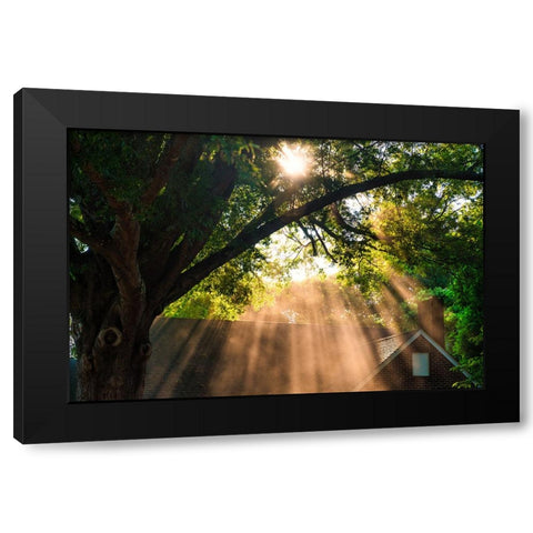 Morning Sunlight Horizontal Black Modern Wood Framed Art Print by Malone, Will
