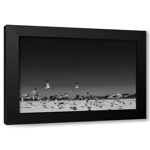 Seagulls 3 Black Modern Wood Framed Art Print with Double Matting by Malone, Will